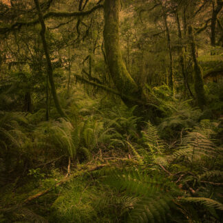 Early Morning Milford Track
