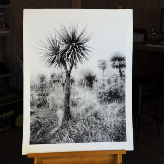 Cabbage trees by John Maillard