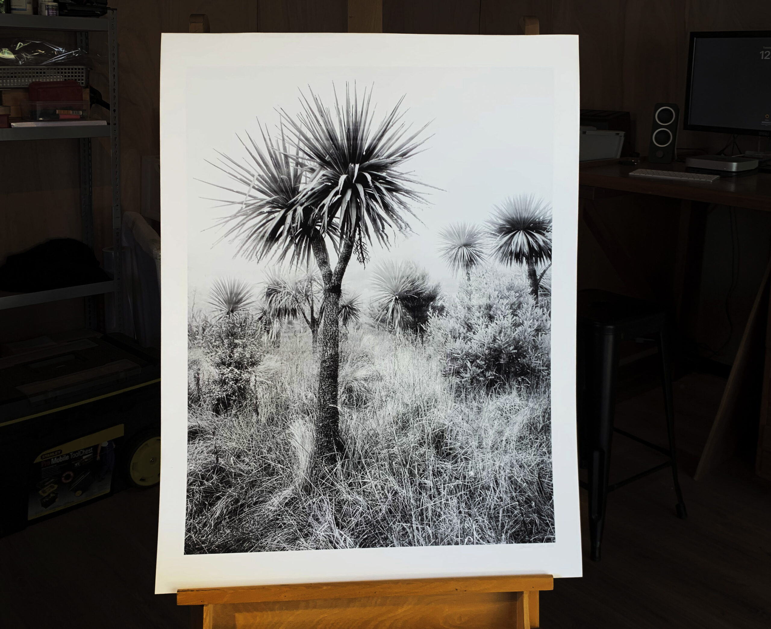 Cabbage trees by John Maillard