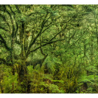 westcoastforest