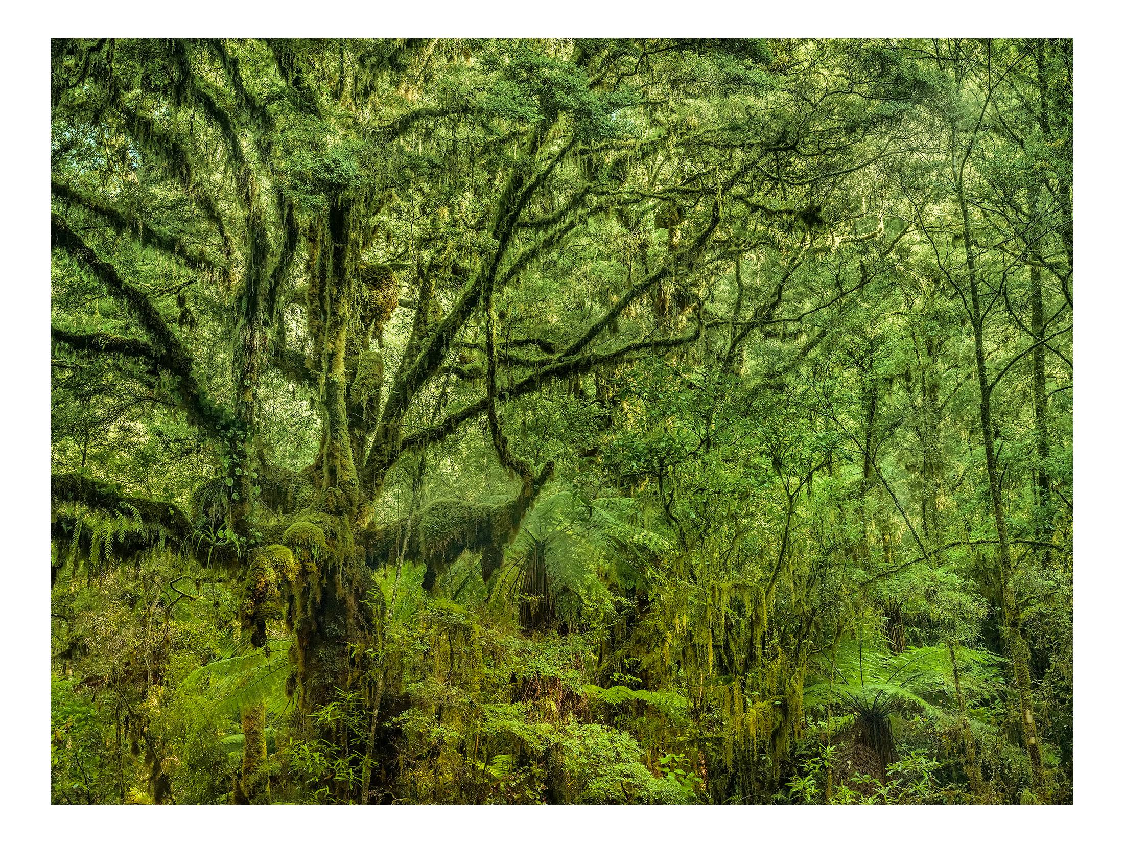westcoastforest