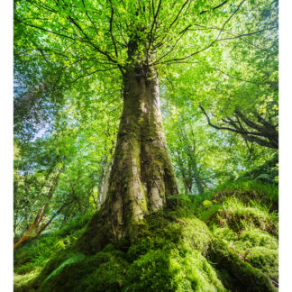 The Forest queen