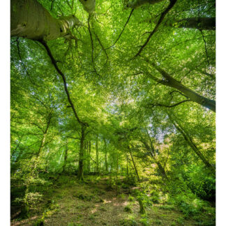The Forest nz