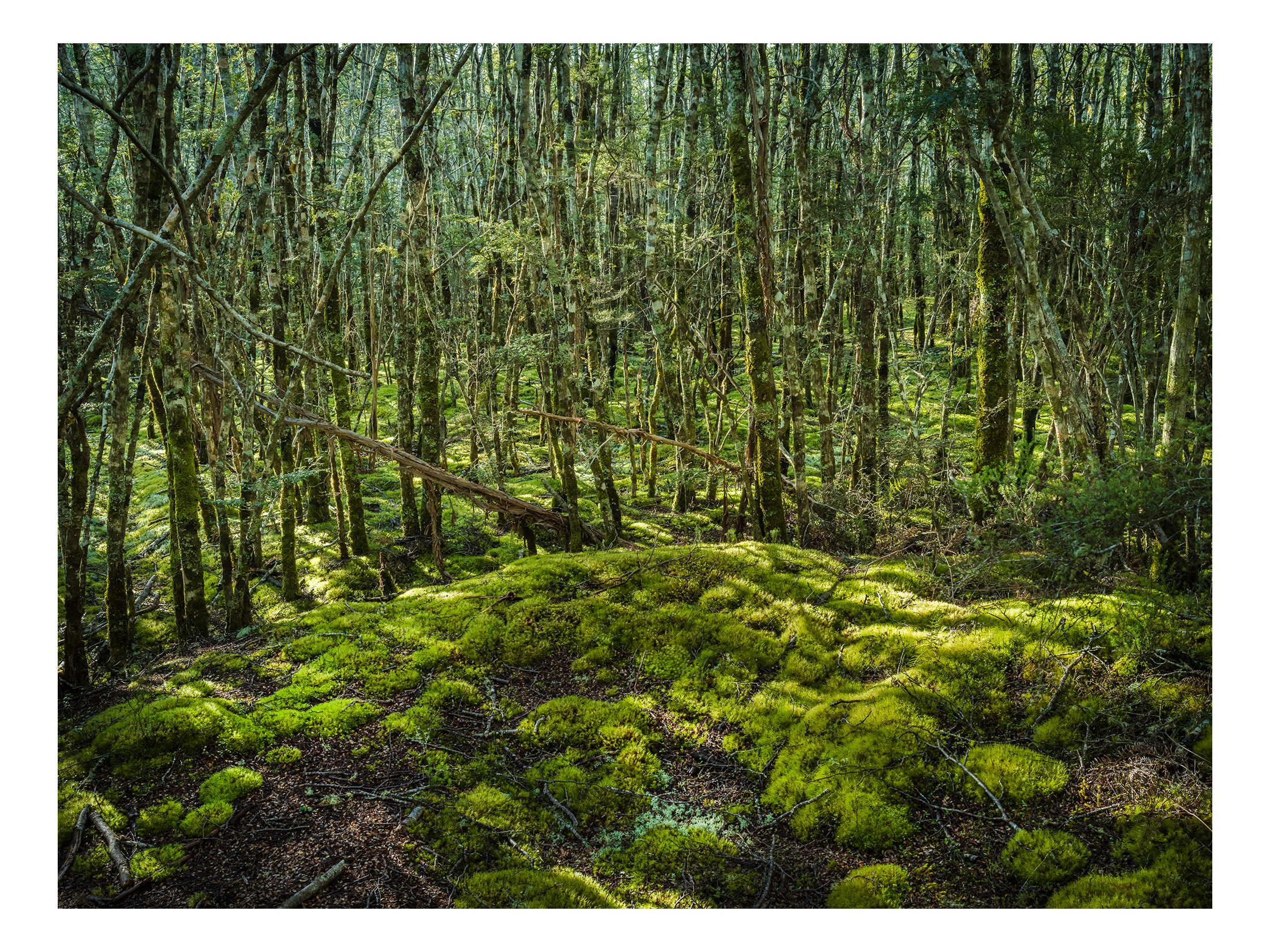 On the St James, Lewis Pass